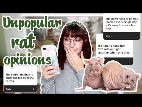 Видео: Можно ли не выпускать крыс на волю каждый день? | Непопулярные мнения о крысах