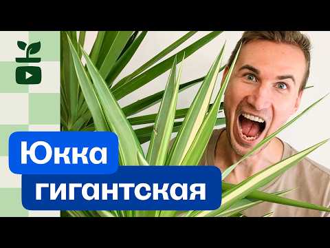 Видео: Юкка гигантская — всё, что нужно знать. Мой опыт и рекомендации.