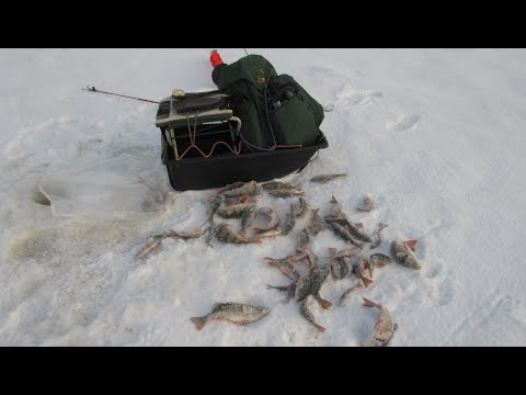 Видео: Раздача окуня на Ладоге. Креницы. Безмотылка 2021 часть 2  Windless baits