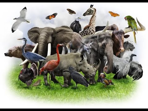 Видео: Дикі тварини