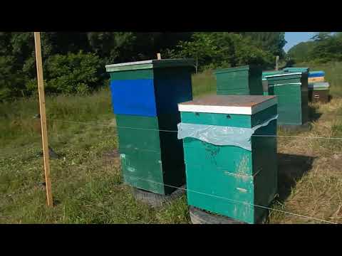 Видео: ЗАЩИТА ПАСЕКИ ОТ МЕДВЕДЯ. ЭЛЕКТРОИЗГОРОДЬ И ДРУГИЕ СПОСОБЫ. Protection of the apiary from the bear.