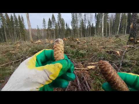 Видео: Заработок на еловой шишке. Снимаем видео дальше.