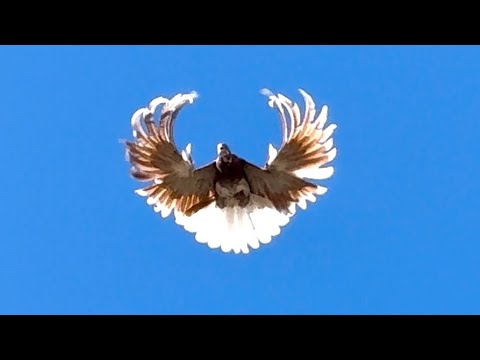 Видео: #голуби СВГ 13.09.2025. Восточный ветер.