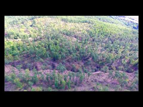 Видео: Истината за варварски изсечената гора в Ихтиман