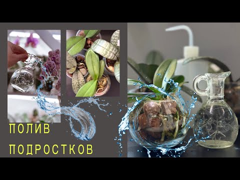 Видео: Микро-полив орхидей подростков. Почему ТАК МАЛО воды?!