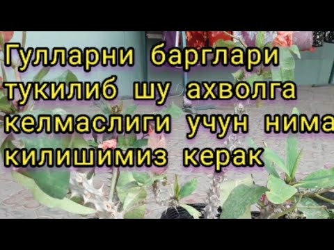 Видео: Гулларимиз баргларини тукмаслиги учун нима килса булади
