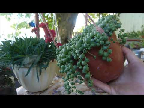 Видео: Гвоздика ампельная,крестовник роули ((продолжаю черенковать.