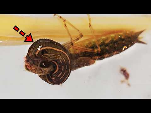 Видео: Могут ли личинки стрекоз действительно охотиться на отвратительных пиявок? Это потрясающе!