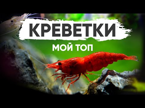 Видео: Мой ТОП аквариумных креветок