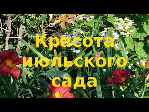 Видео: Красивые растения в моем саду