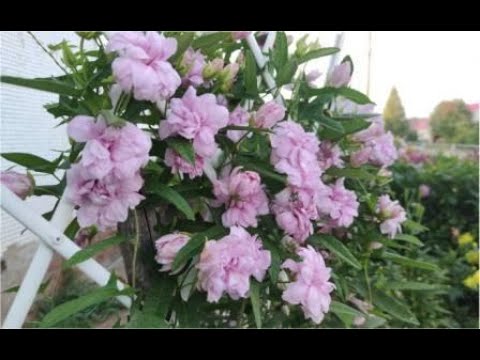 Видео: Калистегия. Деление и размножение корневищем.