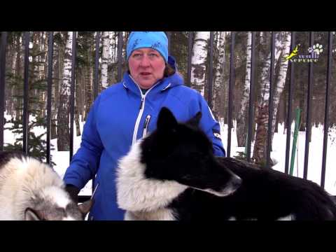 Видео: Аляскинский хаски vs Чукотская ездовая