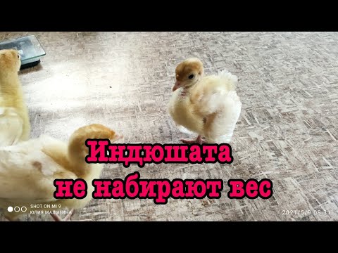 Видео: Индюшатам 2 недели. Плохо растут и не набирают вес.