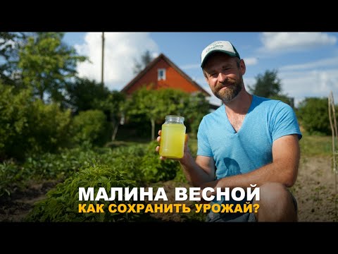 Видео: МАЛИНЫ БУДЕТ МНОГО. Обработка от болезней и вредителей.