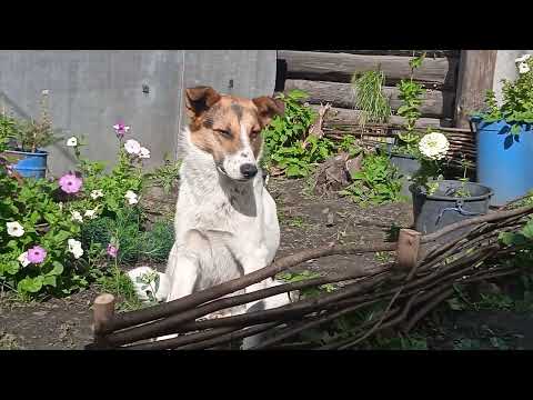 Видео: 🐕Такой хороший, красочный кадр 🐕#пес#собаки#деревенскиеживотные#домашние_питомцы🥰🐈🐕🤗