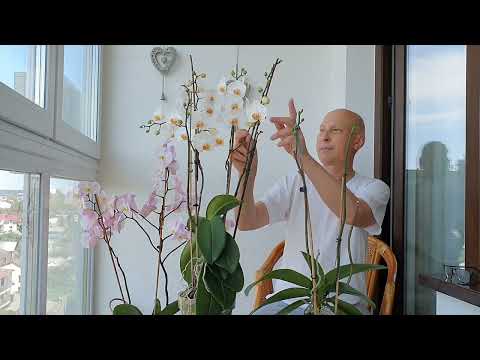 Видео: Орхидея выдаст 50-60 цветков после такой обрезки.