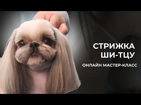 Видео: Стрижка ши-тцу