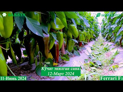 Видео: Ҳақиқий Феррари F1 қандай бўлиши керак? (Pepper Ferrari F1-Sakata)