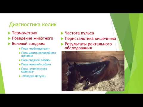 Видео: Болезни Желудка и Кишечника с Синдромом Колик ! Колики у Лошадей ! Диагностики и Терапия