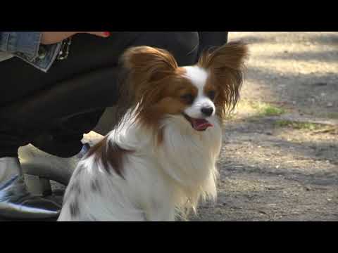 Видео: За кинологията с д-р Кънев: Порода Папийон – дворцовото куче компаньон  Втора част