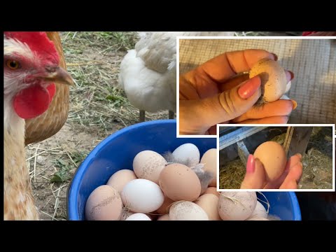 Видео: Появилось много мелких яиц-будет много квочек