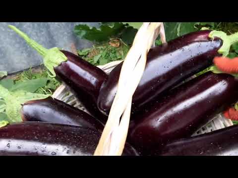 Видео: Баклажан Эпик🍆Ранний,неприхотливый и вкусный гибрид.