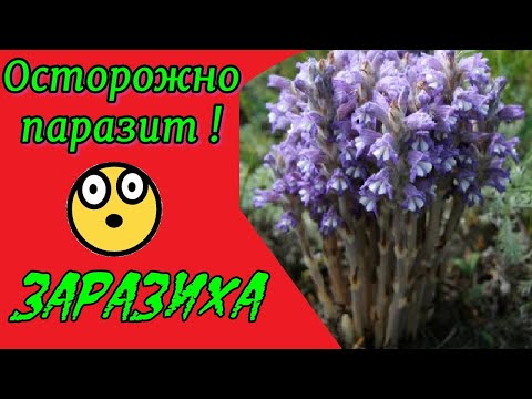 Видео: Заразиха - враг огородника! Познакомься с растением паразитом.