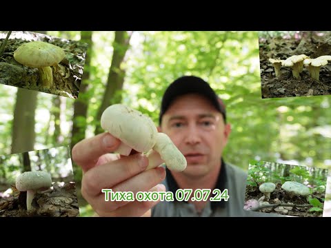 Видео: 4К пригоди на природі в Шкуринцях😉😊🌳🍄07.07.24😉Вінниччина😉