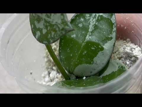 Видео: КАК БЫСТРО УКОРЕНИТЬ ✅️ ЧЕРЕНОК ХОЙИ