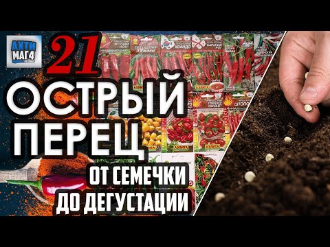 Видео: 21 острый перец / посадка семян #3