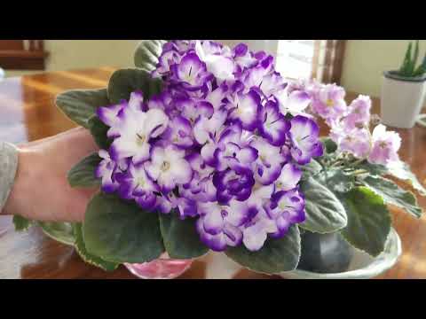 Видео: Размножение африканских фиалок с помощью фитиля!