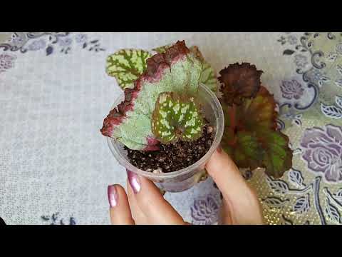Видео: Декоративно лиственные бегонии. Детки с листика. Как отсадить?