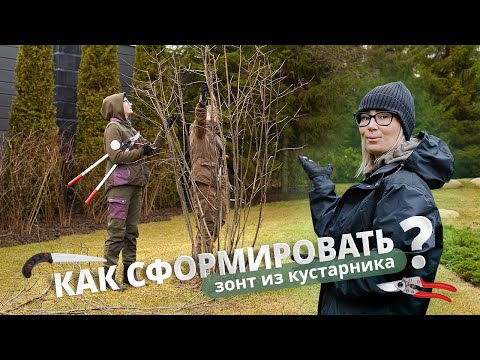 Видео: Как сформировать зонт из кустарника?