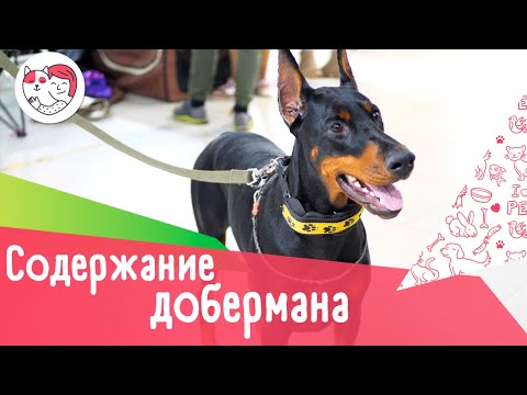 Видео: 5 особенностей содержания добермана