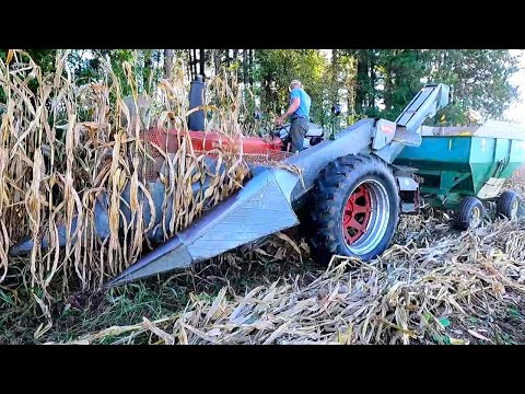 Видео: Целый день сбора кукурузы на небольшой семейной ферме! Урожай 2025 года