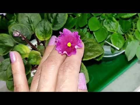 Видео: Фиалки у Алисы. Онлайн Магазин Фиалок.