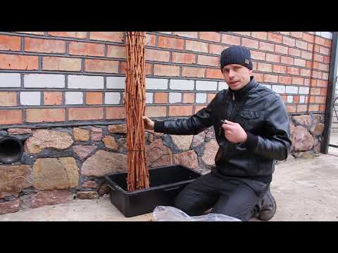 Видео: Хранение черенков, лозы 2018г. Для саженцев и прививок!
