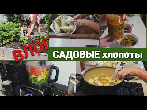 Видео: Влог/Садовые хлопоты/Птички принесли новое растение/Баклажаны в заливке на зиму@SubTatiana