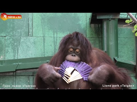 Видео: И сидит такая Дана, в Дольче Габбана 😎 Орангутан. Тайган. Архив. Orangutan life in Taigan.