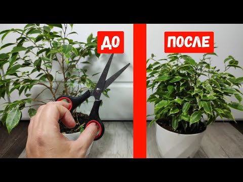 Видео: ФИКУС БЕНДЖАМИНА ВМИГ РАСПУШИТСЯ, как из Лысого фикуса сделать Пышный