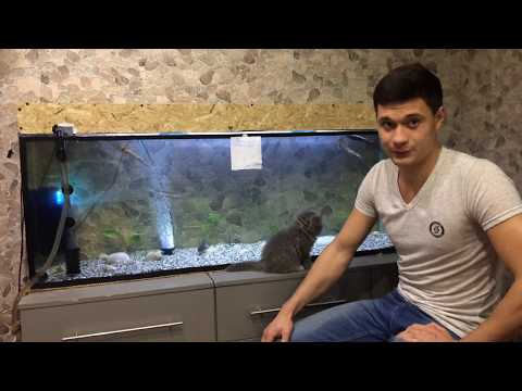 Видео: Выращивание осетров в аквариуме. Начало