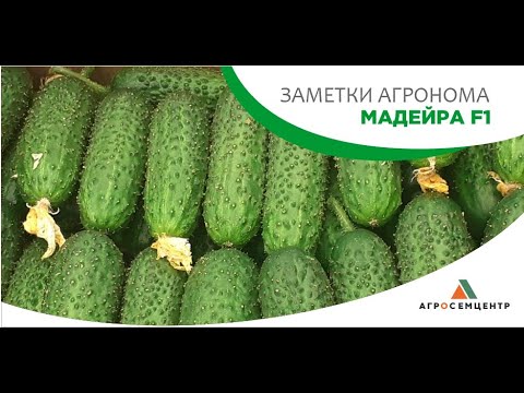 Видео: Огурец Мадейра F1