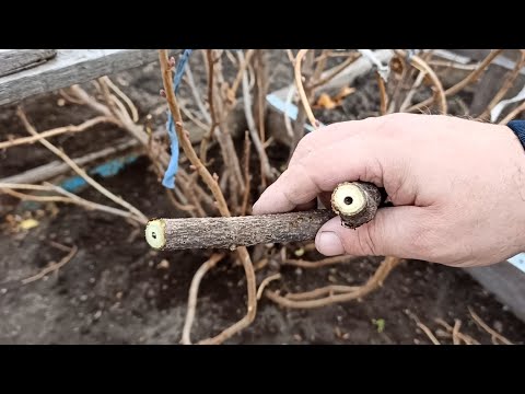 Видео: Как избавиться от Стеклянницы на черной смородине методы борьбы