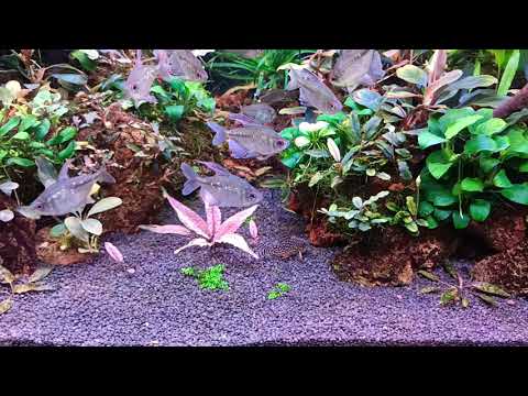 Видео: Убрал скалярий. Проблемы с буцефаландрами.