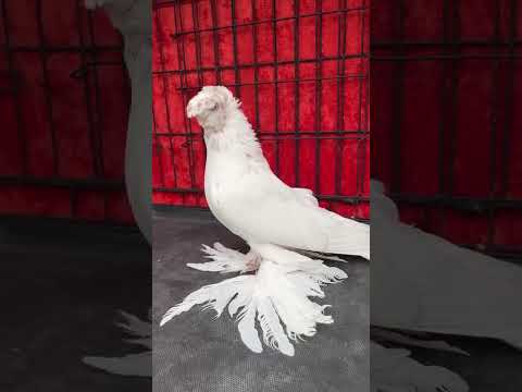 Видео: Узбекские голуби Pigeons الحمام Tauben  merpati کبوتر 鴿子 ハトkaʙūtar güvercinler porumbei 29/10/25