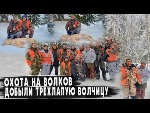 Видео: Охота на Волков. Добыли трехлапую волчицу.