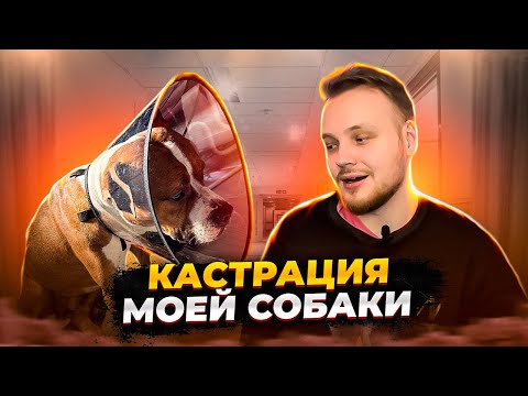 Видео: То, Что Произошло После Кастрации Моего Пса, Невероятно!