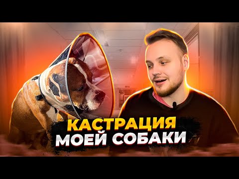 Видео: То, Что Произошло После Кастрации Моего Пса, Невероятно!