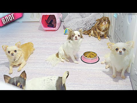 Видео: Собака охраняет корм и не дает остальным! Жесткая иерархия в стае чихуахуа.