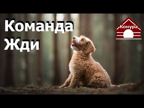Видео: 137. Учим щенка выдержке, упражнение на терпение. Команда Ждать